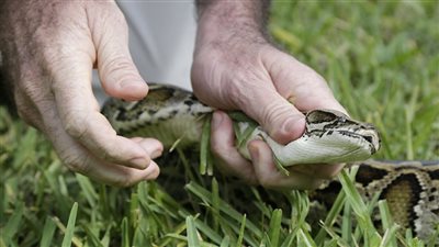 إصابة طالب بلدغة ثعبان خلال وجوده بالحقل في سوهاج 