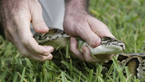 تفسير حلم ثعبان يلاحقني
