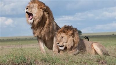 تفسير حلم الأسد يهاجمني ويعضني.. 3 أمور تحدد التفسير الصحيح