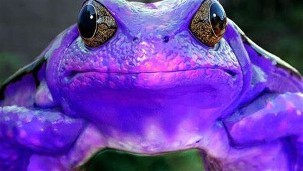 تفسير رؤية الضفدع