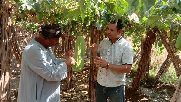 زراعات نادرة.. تغنيك