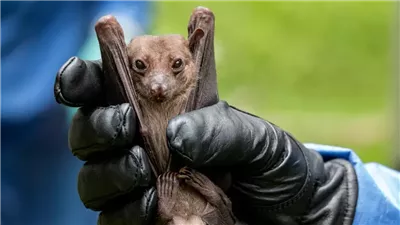 الصحة العالمية حذرت منه.. ما هو فيروس ماربورغ بعد تفشيه في رواندا؟ 