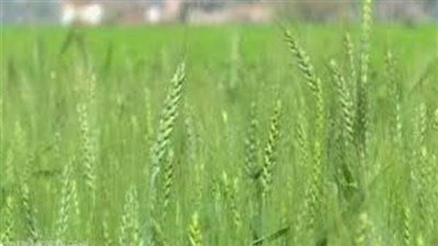 الوادي الجديد تستعد لزراعة أكبر مساحة قمح على مستوى الجمهورية