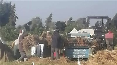 استمرار متابعة حرق قش الأرز فترة الحصاد بالحقول الزراعية في البحيرة