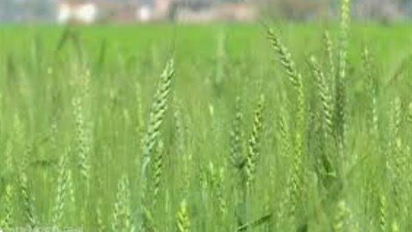 محصول القمح