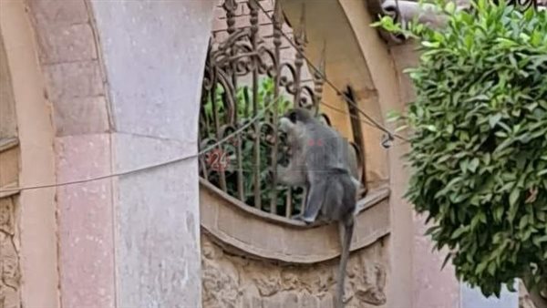 هروب قردين من أحد