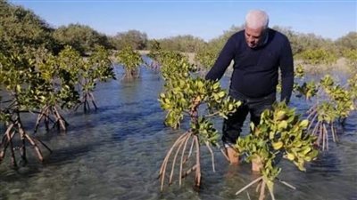 حارس الطبيعة.. المنجروف أقدم الأشجار على شواطئ البحر الأحمر|صور