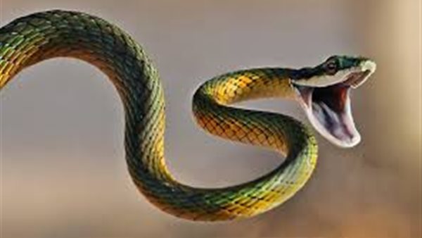 تفسير رؤية الثعبان