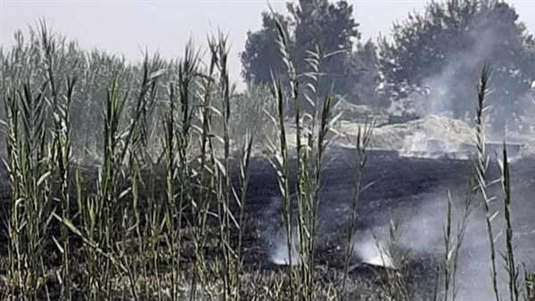 حرق قش الأرز بالبحيرة