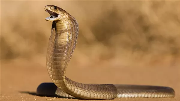 تفسير رؤية الثعبان