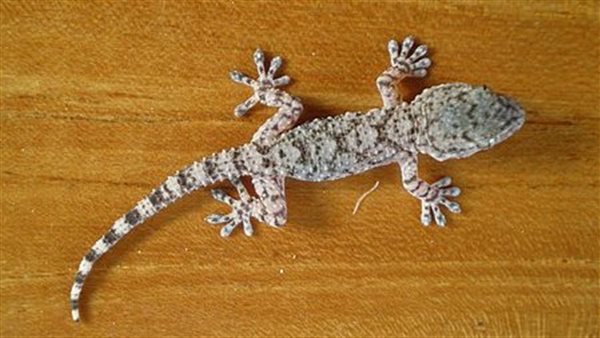 تفسير البرص في الحلم