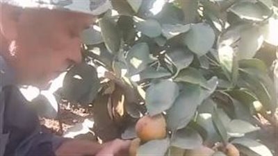  بدء حصاد ثمار الكاكا بمزارع الدقهلية.. والمزارعون: موسم خير علينا| بث مباشر 