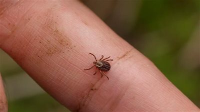 بعد انتشاره في الولايات المتحدة.. ما هو مرض البابيزيا وطرق علاجه؟