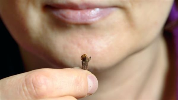 فوائد القرنفل للالتهابات