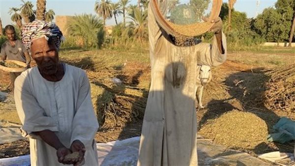 حصاد السمسم في الأقصر