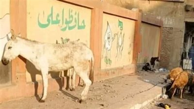 الحمار على باب المدرسة.. أولياء أمور بأوسيم يشكون من انتشار الحيوانات ورئيس المدينة يعلق| صور