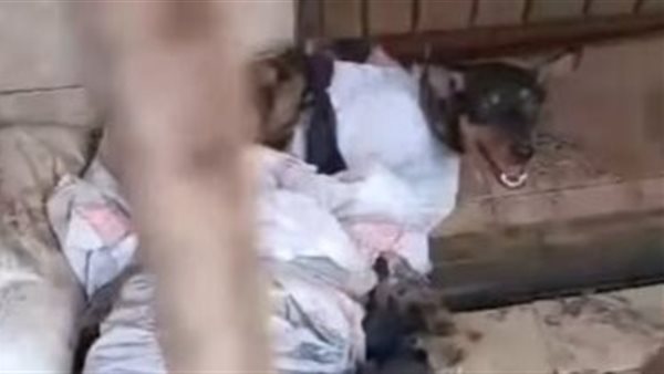 تقييد الكلاب 