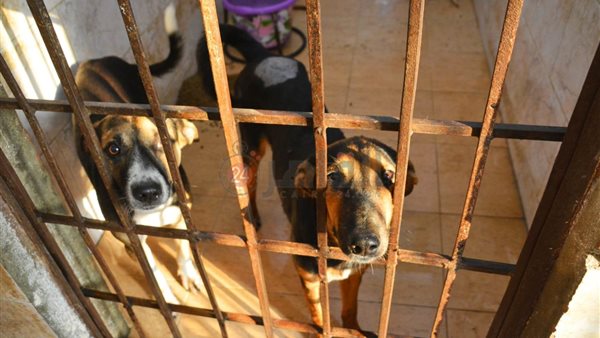 طب بيطري جامعة القاهرة