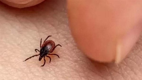 القراد- تعبيرية 