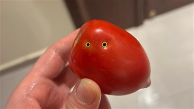 أول تعليق من الزراعة على إصابة الطماطم بـ سم الثعابين 