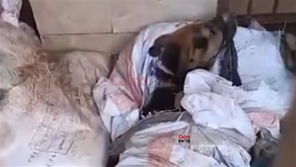 كلاب مقيدة داخل أجولة