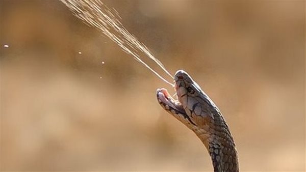 ما هو سم الثعابين؟..