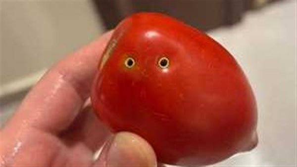 الصورة المتداولة