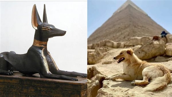 المعبود أنوبيس وكلب