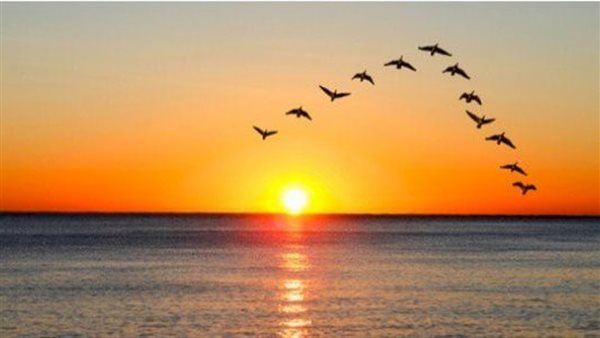 لماذا تهاجر الطيور