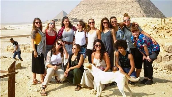 الصور المتداولة لكلب