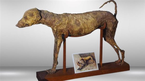 مومياء كلب صيد مستأنس