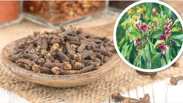 فوائد القرنفل للمرأة