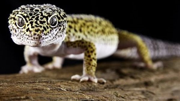 تفسير حلم البرص الكبير