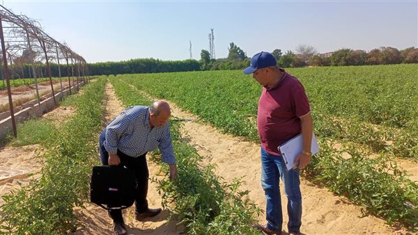 زراعة المنوفية 