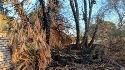 السيطرة على حريق نشب بإحدى مزارع النخيل في الوادي الجديد| بث مباشر