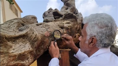 الآثار تتابع الإجراءات اللازمة لصيانة شجرة مريم الأثرية بالمطرية| صور 