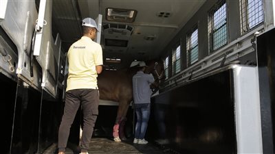 وصول عدد من الخيول المشتركة في بطولة مصر الدولية للفروسية