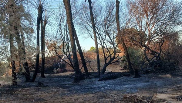 حريق بمزارع نخيل