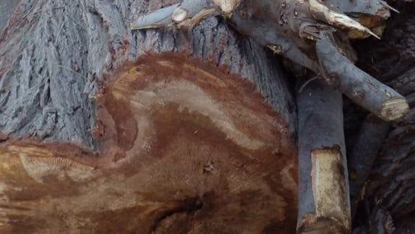 شجر مقابر بورسعيد