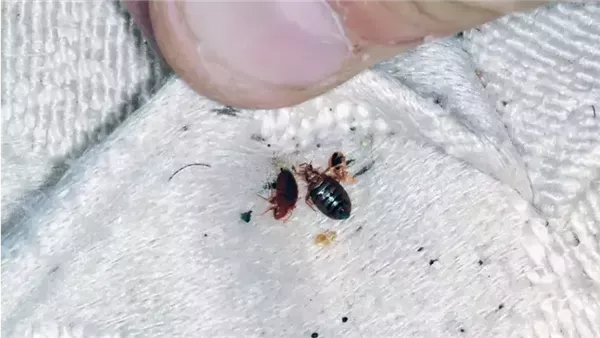 حشرة البق - أرشيفية