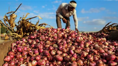 شعبة الخضروات توضح حقيقة تلف 30% من مخزون البصل