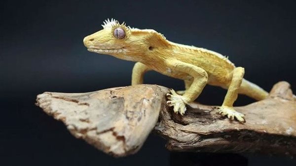 رؤية البرص في المنام