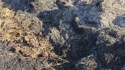 محافظ الدقهلية يتابع إجراءات واستعدادات المحافظة للتصدي لظاهرة حرق قش الأرز