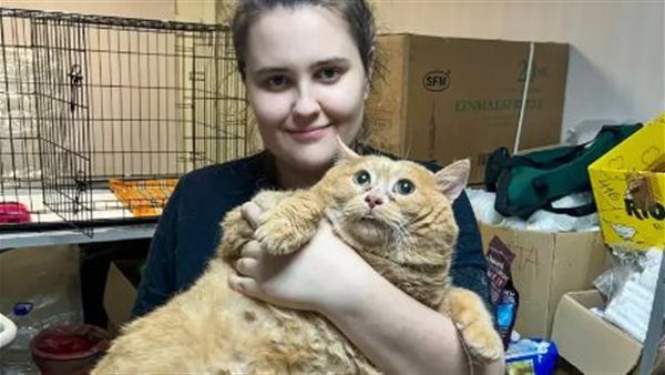 وفاة القط الأكثر