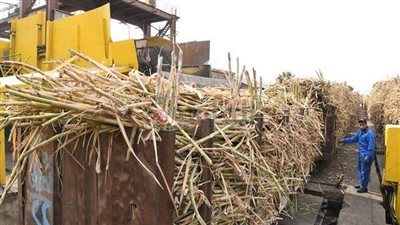 عودة خط إنتاج قصب السكر بمصنع أبو قرقاص في المنيا للعمل بكامل طاقته موسم 2025| تقرير بالصور