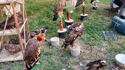 البيئة تنجح في إنقاذ 20 حيوانًا مهددًا بالانقراض