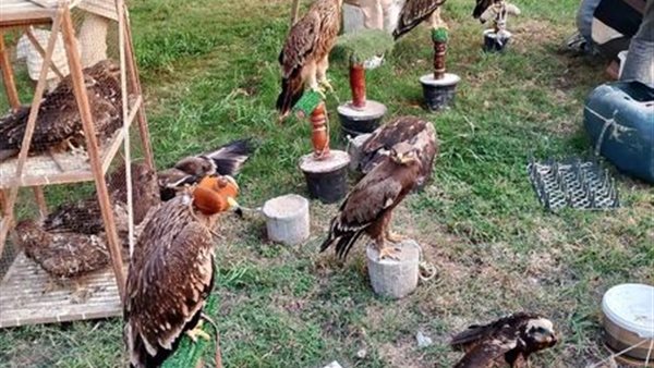 جانب من الحيوانات