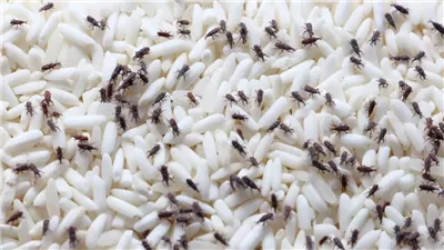 بين الفرح والحذر.. تفسير حلم السوس في الطعام في المنام