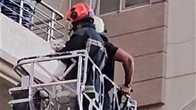 وسط فرحة الأهالي.. إنقاذ قطة عالقة في عقار بالإسكندرية 