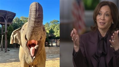 مع انطلاق الانتخابات الأمريكية.. إعدام الفيل كامالا بالموت الرحيم يثير السخرية في الولايات المتحدة